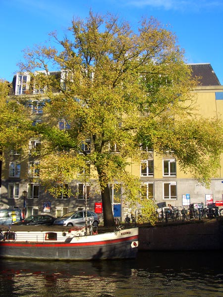 Amsterdam Canal, Tree