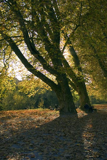 Fall, Platanenallee