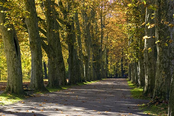 Platenenallee, Tuebingen