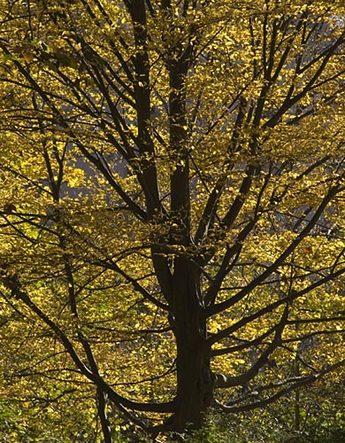 Tree, Platanenallee