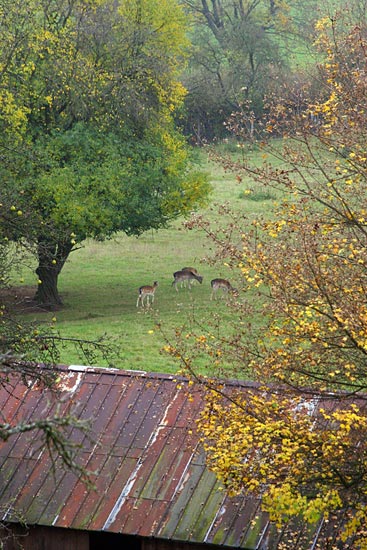 Castle Colmberg, Deer