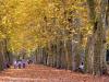 Fall, Platanenallee