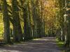 Platenenallee, Tuebingen