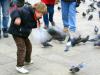 Saint Mark's Square Pigeons